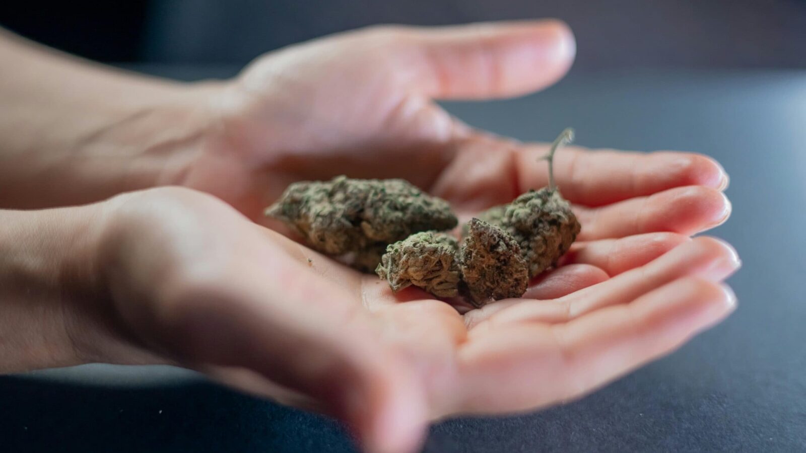 Getrocknete Cannabisblüten in einer offenen Hand