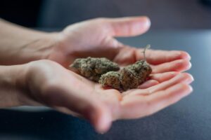 Getrocknete Cannabisblüten in einer offenen Hand